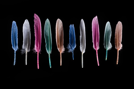 row of bright soft colorful feathers isolated on blackの写真素材