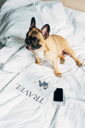 overhead view of purebred french bulldog lying near smartphone with blank screen and travel newspaper on white bedding at homeの写真素材