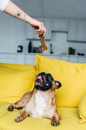 cropped view of woman giving bone-shaped snack to cute french bulldog lying on yellow sofaの写真素材