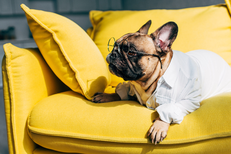 Cute french bulldog in shirt and glasses lying on yellow sofa at homeの写真素材