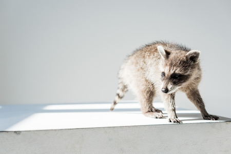 adorable furry, funny raccoon in sunshine on grey backgroundの写真素材