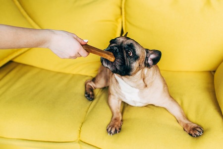 Cropped view of woman feeding cute french bulldog with bone-shaped snackの写真素材