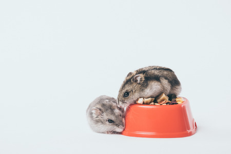 Adorable furry hamsters near bowl with dry pet food on grey background
