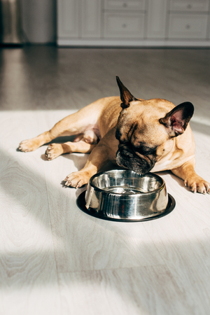 Adorable french bulldog lying and looking at bowl in room with sunshineの写真素材