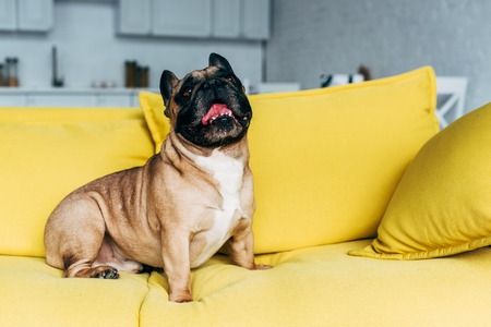 Cute french bulldog sitting on yellow sofa near pillows at homeの写真素材