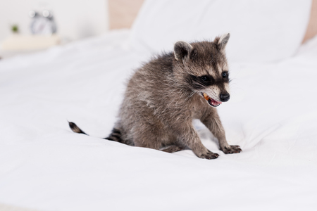 Adorable furry raccoon eating peanut on bed in bedroomの写真素材