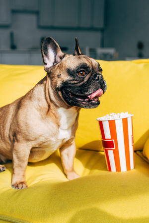 Cute french bulldog sitting near tasty popcorn in bucket on yellow sofaの写真素材