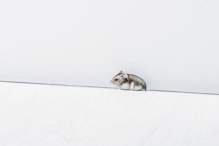 One adorable funny hamster on grey background with copy spaceの写真素材