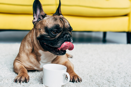 Cute french bulldog showing tongue while lying on carpet near cup of coffeeの写真素材