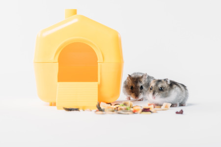 Adorable hamsters near yellow plastic pet house and dry food on grey backgroundの写真素材