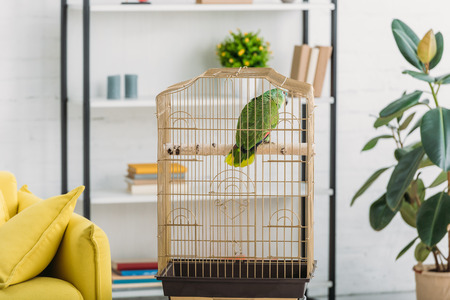 Green parrot in bird cage near green ficus and rack in living roomの写真素材