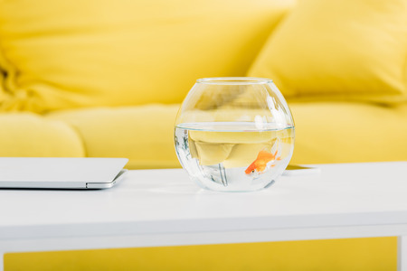 Fish bowl with gold fish and laptop on white table at homeの写真素材
