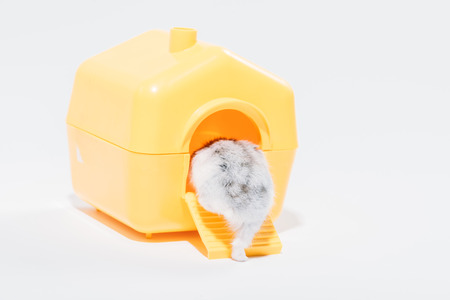 Back view of funny hamster getting into yellow pet house on grey backgroundの写真素材