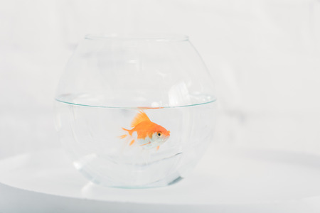 Bright goldfish in aquarium with clear transparent water on white backgroundの写真素材
