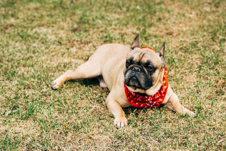 Purebred french bulldog wearing red scarf and lying on green grassの写真素材