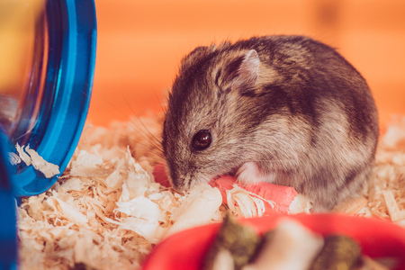 Selective focus of adorable grey hamster sitting in wooden filingsの写真素材