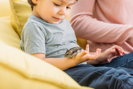 Selective focus of cute boy holding grey furry hamster while sitting near motherの写真素材