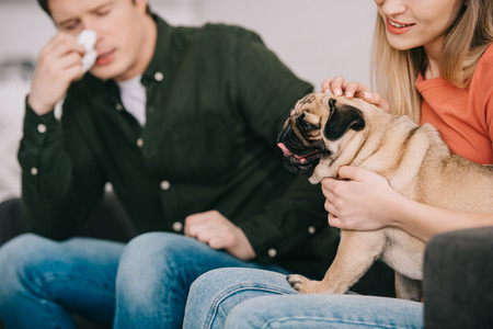 cropped view of woman with pug near sneezing man allergic to dogの写真素材