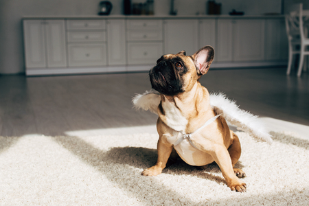 Cute french bulldog in white angel wings sitting on carpet at homeの写真素材