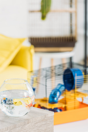 selective focus of fish bowl and pet cage with blue plastic wheel and tunnelの写真素材