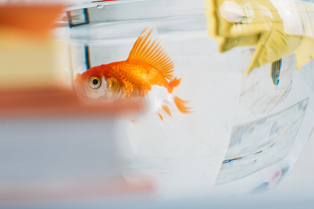 selective focus of gold fish in aquarium with clear transparent waterの写真素材
