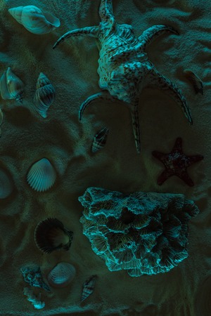 top view of seashells, starfish and coral on sand with dark lightの写真素材