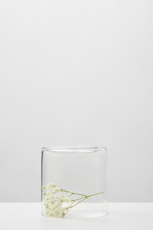 White branch of wildflowers in transparent glass isolated on grey backgroundの写真素材