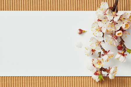 Top view of tree branch with blooming spring flowers on white blank cardの写真素材