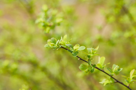 Close up of green flowers on tree branch on blurred background with copy spaceの写真素材