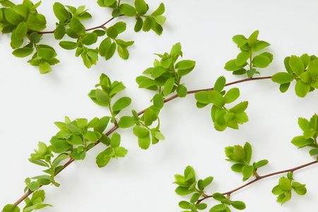 Top view of tree branches with blooming green leaves on white backgroundの写真素材