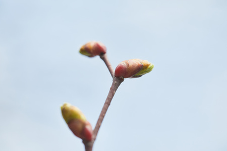 Close up of tree branch with closed buds with clear blue sky on backgroundの写真素材
