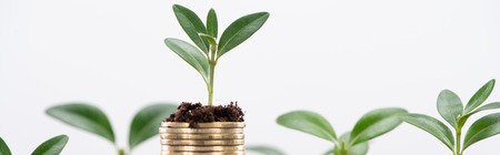 Panoramic shot of golden coins with leaves and soil isolated on white, financial growth conceptの写真素材