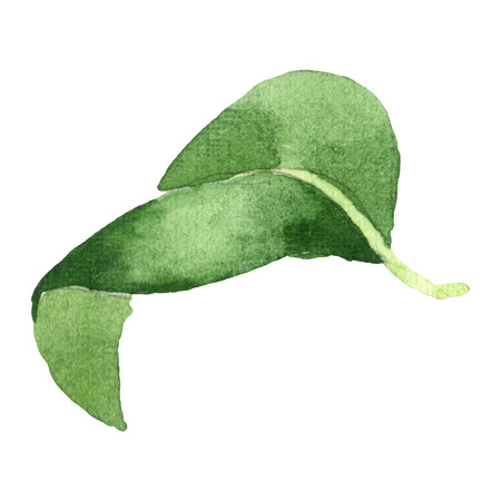 Camelia green leaf floral botanical flower. Wild spring leaf wildflower isolated. Watercolor background set. Watercolour drawing fashion aquarelle. Isolated camelia illustration element.の写真素材