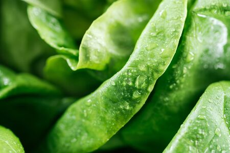 close up view of fresh wet green lettuce leavesの写真素材