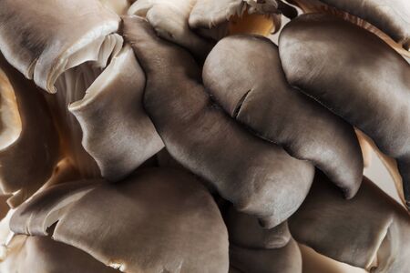 close up view of white raw textured mushrooms in heapの写真素材