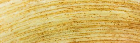 panoramic shot of yellow ripe banana textured peel