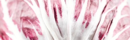 panoramic shot of fresh organic red cabbage textured leafの写真素材