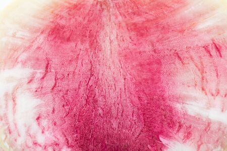 close up view of cut raw purple fresh watermelon radishの写真素材
