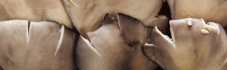 close up view of mushrooms in pile, panoramic shotの写真素材
