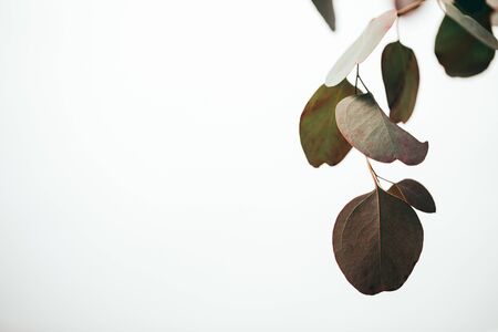 Green eucalyptus leaves isolated on white background with copy spaceの写真素材