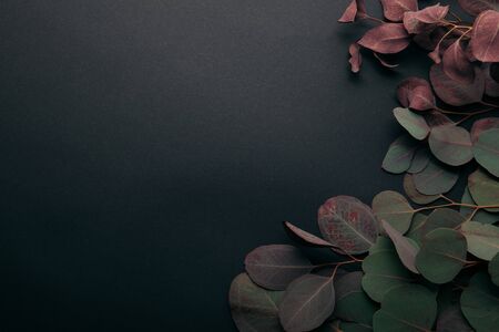 Top view of eucalyptus leaves on black with copy spaceの写真素材