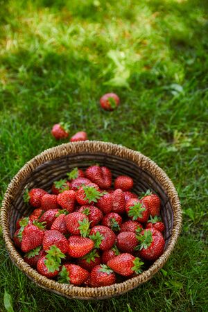 Fresh strawberries in wicker basket on green grassの写真素材
