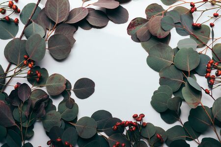 Flame with green eucalyptus leaves and red berries on whiteの写真素材