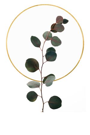 Floral design with eucalyptus and golden circle isolated on white backgroundの写真素材