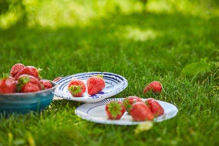 Fresh sweet strawberries in bowl and plates on green grassの写真素材