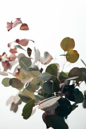 Selective focus of eucalyptus branches isolated on white backgroundの写真素材