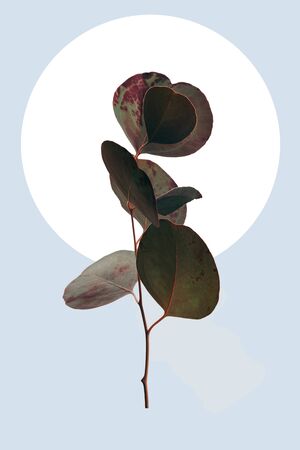 Floral geometric design with eucalyptus leaves isolated on light blue backgroundの写真素材