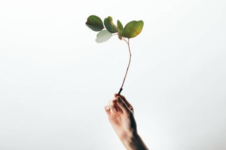 Partial view of woman holding eucalyptus branch isolated on white backgroundの写真素材