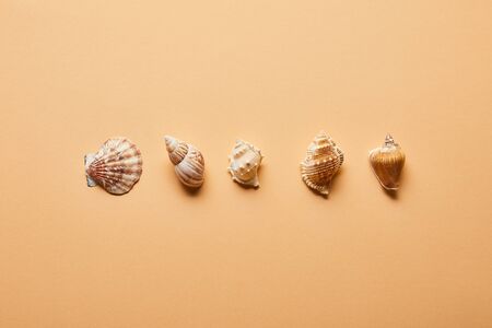 Top view of marine seashells in row on beige backgroundの写真素材