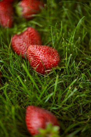 Close up of fresh red strawberries on green grassの写真素材